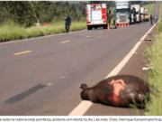 Vítimas de acidentes com animais na pista podem pedir indenização