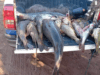Operação tem 902 kg de pescado apreendidos e R$ 134 mil em multas