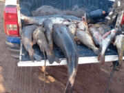 Operação tem 902 kg de pescado apreendidos e R$ 134 mil em multas