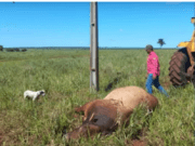 Um dos principais touro de rodeio do proprietário Antônio Camargo morre eletrocutado