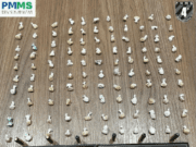 Casal traficante é preso pela PM e PC de Chapadão do Sul