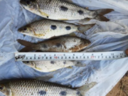 Piracema termina nesta quarta e pesca volta a ser liberada