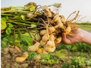 Produtores rurais apostam no cultivo de amendoim em MS