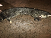 Homem que matou gato durante discussão em confraternização familiar em Costa Rica foi multado