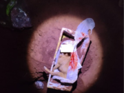 Morador de Chapadão do Sul é preso após matar cachorro a enxadadas