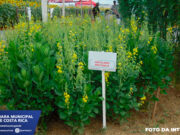 Câmara de Vereadores de Costa Rica Apresenta Estratégia Inovadora de Combate à Dengue