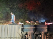 Tragédia na pista: carreta tomba, mata 14 bovinos e fere outros 22