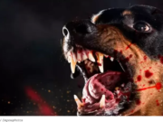 Após ataques de cães ferozes Projeto de Lei quer proibir comercialização e criação em Chapadão do Sul