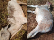 Gado morre em noite com mínima de 1,7 ºC e 24 horas de chuva em cidades de MS