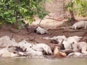 Pescadores encontram dezenas de bois mortos e atolados às margens do Rio Taquari