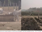 Prejuízo causado pelo fogo no agronegócio de MS chega a R$ 1,2 bilhão