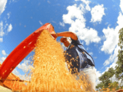 Prazo para Declaração de Área Plantada de Soja em MS se aproxima