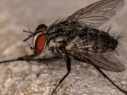 Costa Rica implementa lei para combate à Mosca-dos-Estábulos com foco na Saúde Pública