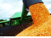 Preço do milho sobe no mercado interno com aquecimento da demanda