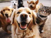 GESTÃO Humanizada – Castramóvel presta atendimento de qualidade a cães e gatos e garante controle populacional em Costa Rica