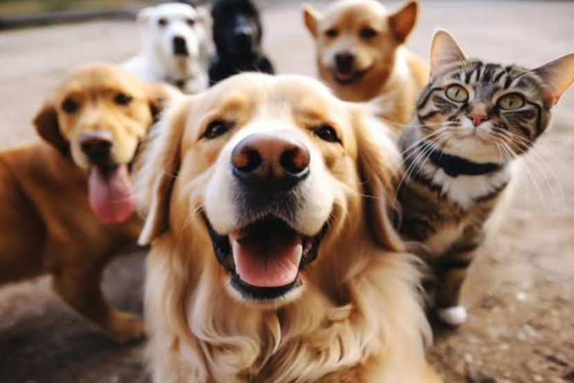 GESTÃO Humanizada - Castramóvel presta atendimento de qualidade a cães e gatos e garante controle populacional em Costa Rica