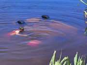 Motorista de carro que caiu em lagoa onde 4 morreram bebeu antes de acidente, segundo familiares