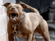 PM de Costa Rica é acionada após dois cachorros da raça Pitbull invadir uma residência e atacar gato da moradora