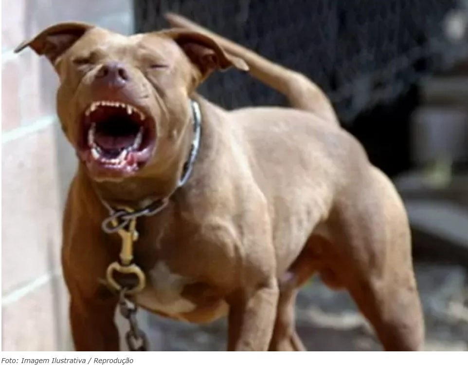 PM de Costa Rica é acionada após dois cachorros da raça Pitbull invadir uma residência e atacar gato da moradora
