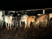 Homem é preso por receptação de gado em propriedade rural de Paranaíba