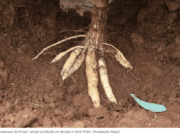 Praga atinge lavouras de mandioca no norte do país e acende alerta em MS