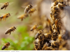 Trabalhador rural morre após ser atacado por enxame de abelhas em Coxim