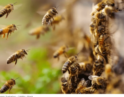 Trabalhador rural morre após ser atacado por enxame de abelhas em Coxim