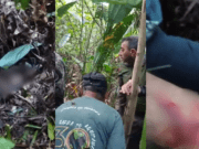 Onça avança em equipe e fere outro homem durante resgate do corpo de caseiro no Pantanal