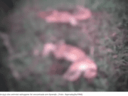 Carcaças de onças são achadas em fazenda de Camapuã e polícia prende caçador