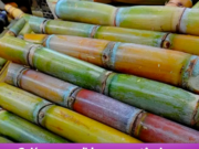 Goiás se consolida como potência na produção de cana