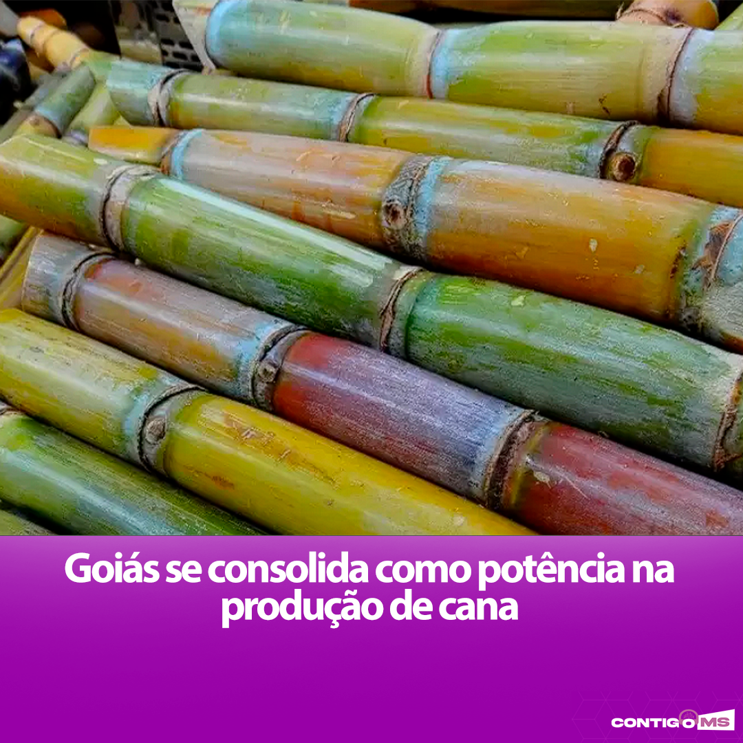 Goiás se consolida como potência na produção de cana