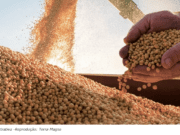 Apesar da seca, MS registra aumento de 5% na produtividade da soja