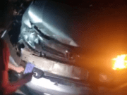 Paraisense colide com anta na BR-060 próximo a Camapuã