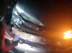 Paraisense colide com anta na BR-060 próximo a Camapuã