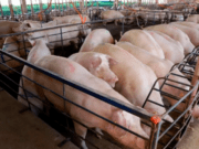 Com quase 300 granjas, suinocultura impulsiona economia de MS e vira referência nacional em tecnologia de produção