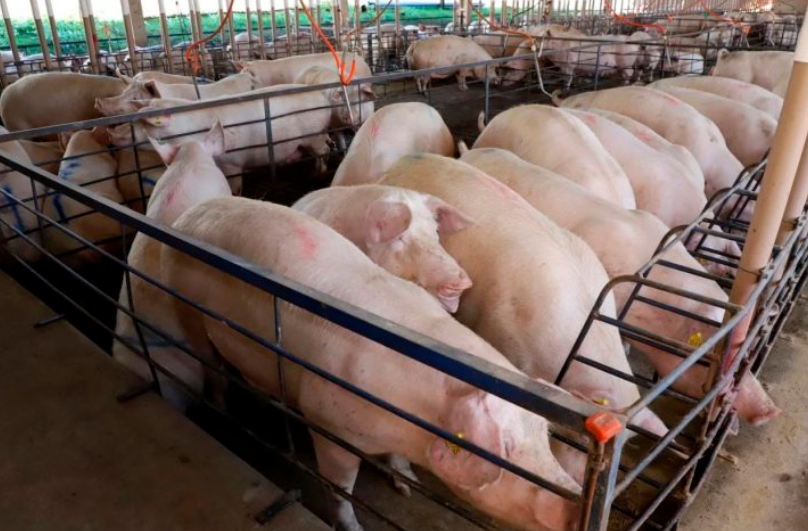 Com quase 300 granjas, suinocultura impulsiona economia de MS e vira referência nacional em tecnologia de produção