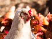 Segundo caso suspeito de gripe aviária no Estado é investigado em Jardim