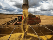 Desempenho agrícola da Soja em Mato Grosso do Sul: Costa Rica se destaca apesar da estiagem