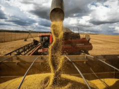 Desempenho agrícola da Soja em Mato Grosso do Sul: Costa Rica se destaca apesar da estiagem