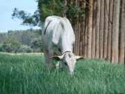 Sistema com árvores neutraliza emissões de metano de mais de dois bovinos por hectare