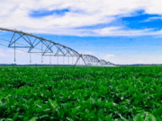 Irrigação impulsiona agricultura sustentável e coloca MS entre líderes na produção de grãos
