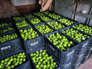 Costa Rica produz e entrega 600 caixas de limões ao CEASA de Campo Grande