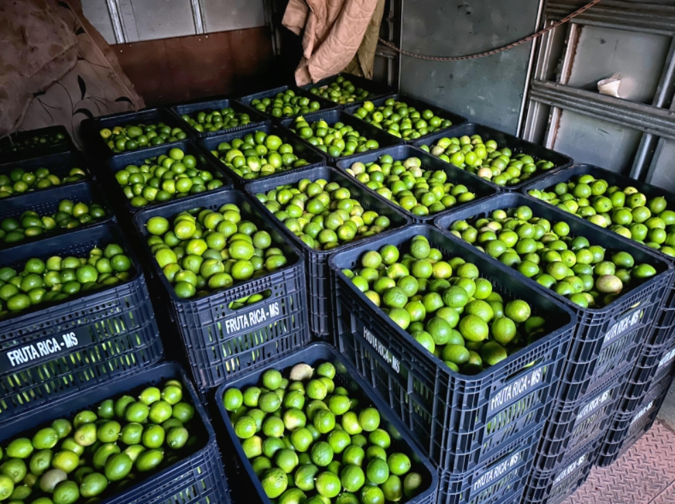Costa Rica produz e entrega 600 caixas de limões ao CEASA de Campo Grande