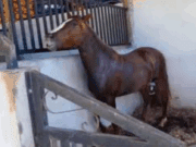 Fábrica de ração suspeita de causar morte de quase 300 cavalos tem produção suspensa, diz ministério da agricultura