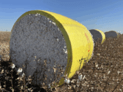 Costa Rica é destaque, 4ª posição no MS e 18ª entre os 50 Maiores PIBs do Agro do Brasil