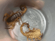 Agosto é mês de reprodução dos escorpiões: todo cuidado é necessário