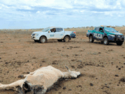 PMA multa proprietário em R$ 368,5 mil por maus-tratos a 737 bovinos em Paraíso das Águas