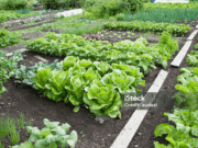 Costa Rica lança Programa ‘Horta na Porta’ para fomentar agricultura urbana e segurança alimentar