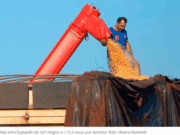 MS bate recorde na produção de milho tendo Chapadão do Sul com maior produtividade