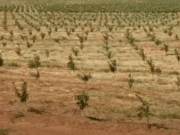 Citricultura cresce em Cassilândia e projeta geração de até mil empregos na colheita